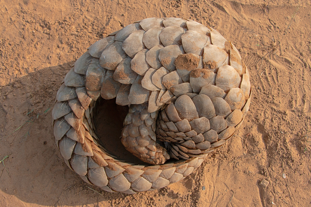 Indian Pangolin (Manis Crassicaudata)