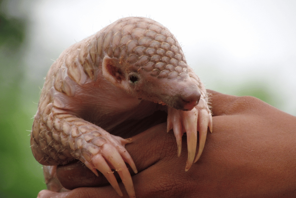 Pangolin Baby Being Held In Human Hand