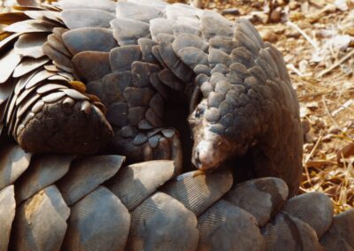 Pangolin Face Closeup
