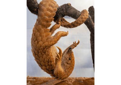 Pangolin hanging from a branch