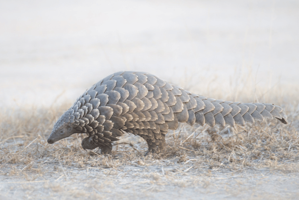 Pangolin walking through its habitat