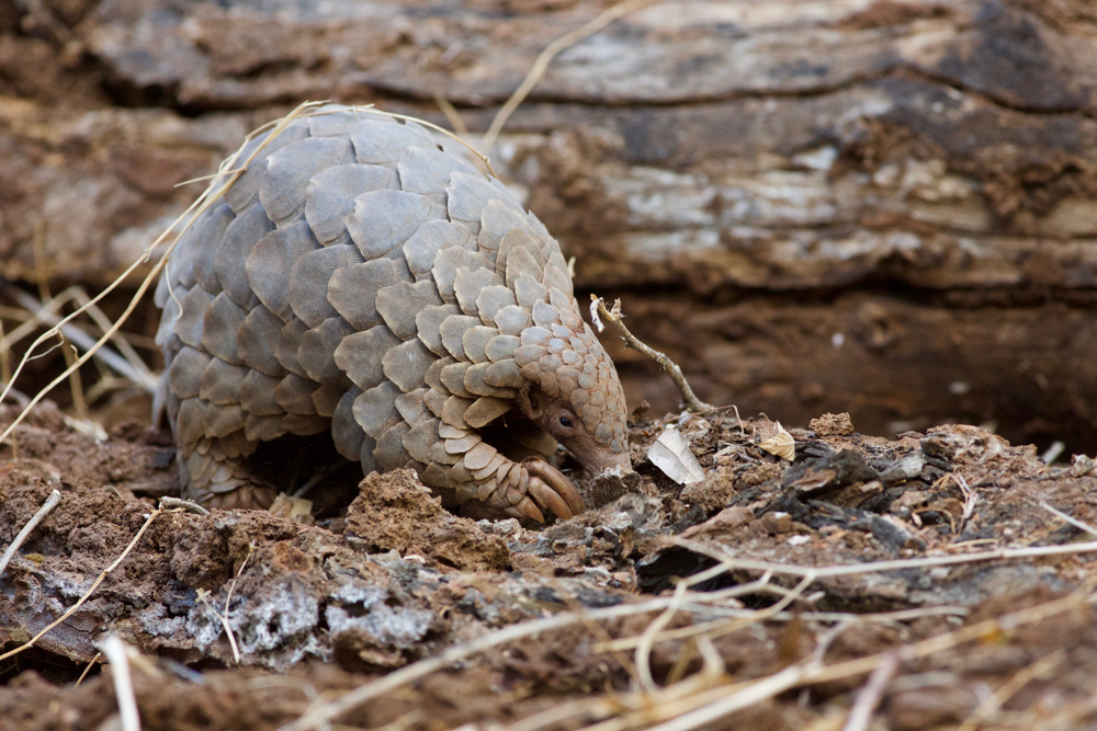 Rare Pangolin Searching For Food