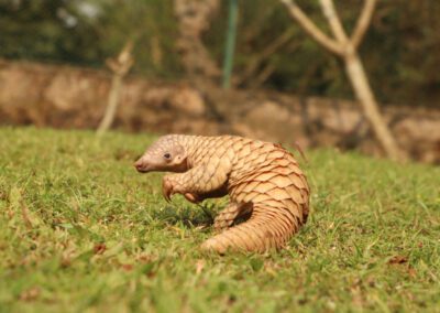 Cute Baby Indian Pangolin